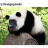 silly boy's profile picture