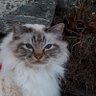Фото профиля Devanthéry Isabelle♦️💖🐾🟨