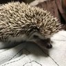 Profilbild von ハリネズミの人