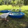 THE GOOSE GIRL { Sylvia's mother said... }'s profile picture
