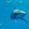 Sharkie Holland 的头像