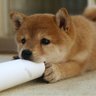 いぬわんこ's profile picture