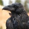 Raven_145 的头像