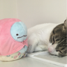 いるかねこ 的头像