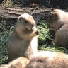 Фото профиля じゅんカレーらいす