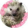 Profilbild von にゃんこ@Jasmine31tea