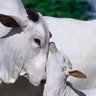 Gappan's profile picture