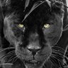 Profilbild von Panther