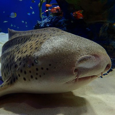 マリホ水族館's profile picture