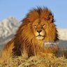 الدغمائي المتفتح profil fotoğrafı