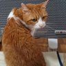 サザエさんちのねこ😻 的头像