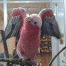 Bird Cafe Oasis［ふれあいメインの鳥カフェ］'s profile picture