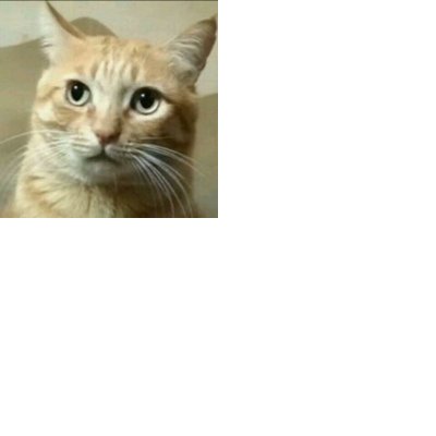 大阪さくらねこの会's profile picture