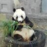Profilbild von まるぼうず