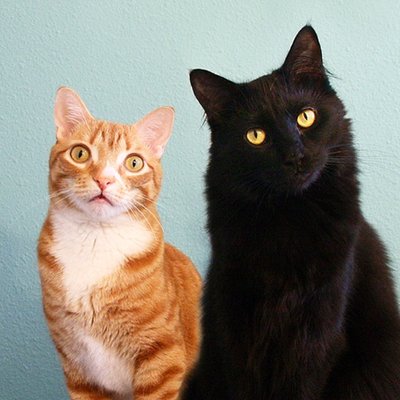 ColeTheBlackCat's profile picture