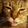 Profilbild von Mouse 🌈Tina 🌈KitKat 🐱🐈