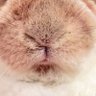 がりんちょめがね's profile picture