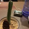 Фото профиля サボてん