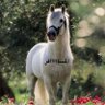 المسااااافر profil fotoğrafı