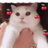 Catz 的头像