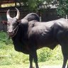 காங்கேயம் காளை profil fotoğrafı