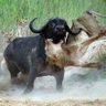 Фото профиля Shaun_in_Mzansi