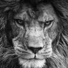 KupRastafari's profile picture