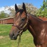 Man O' War's profile picture