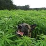 Greendoge 的头像
