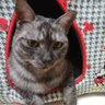 にゃんこママ profil fotoğrafı