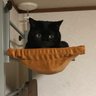 ここなおねーーーーさん profil fotoğrafı