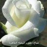MOHAMED ELNADI 的头像