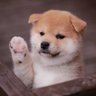 柴犬's profile picture
