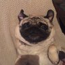 Michael The Pug's profile picture