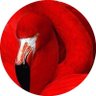Profilbild von Pepe Gonce