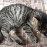 まる猫happyもno war 的头像