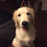 ren2016 profil fotoğrafı