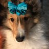 Фото профиля 🐾💙Christine💙🐾