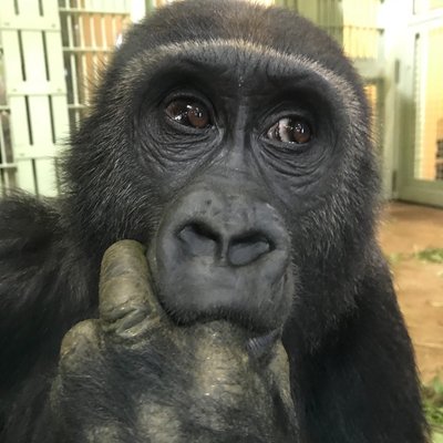 gorilla_iro_no's profile picture