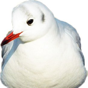 きびたろう's profile picture
