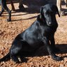Rosebud's profile picture