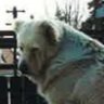 Archfeldspar's profile picture