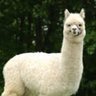 JeffDogger's profile picture