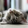 Harmony Meow 的头像