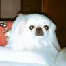 Profilbild von buzzy