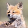 Фото профиля Curious Fox