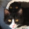 Profilbild von うちのねこ