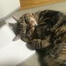 vivienne💖子 profil fotoğrafı