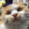 Фото профиля 走曲线的猫🐱🐱🐱