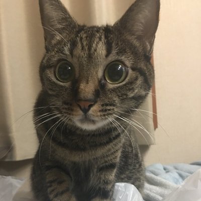tabazou's profile picture